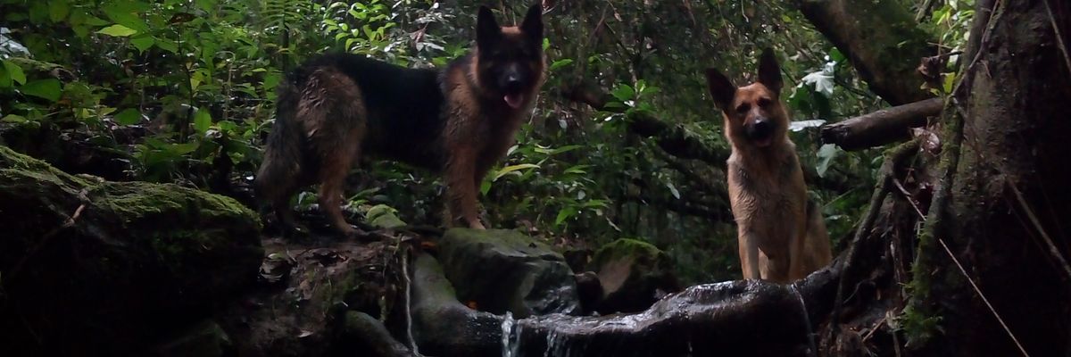 fiscue_pena's profile banner image
