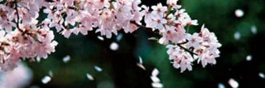 Tinypig72's profile banner image