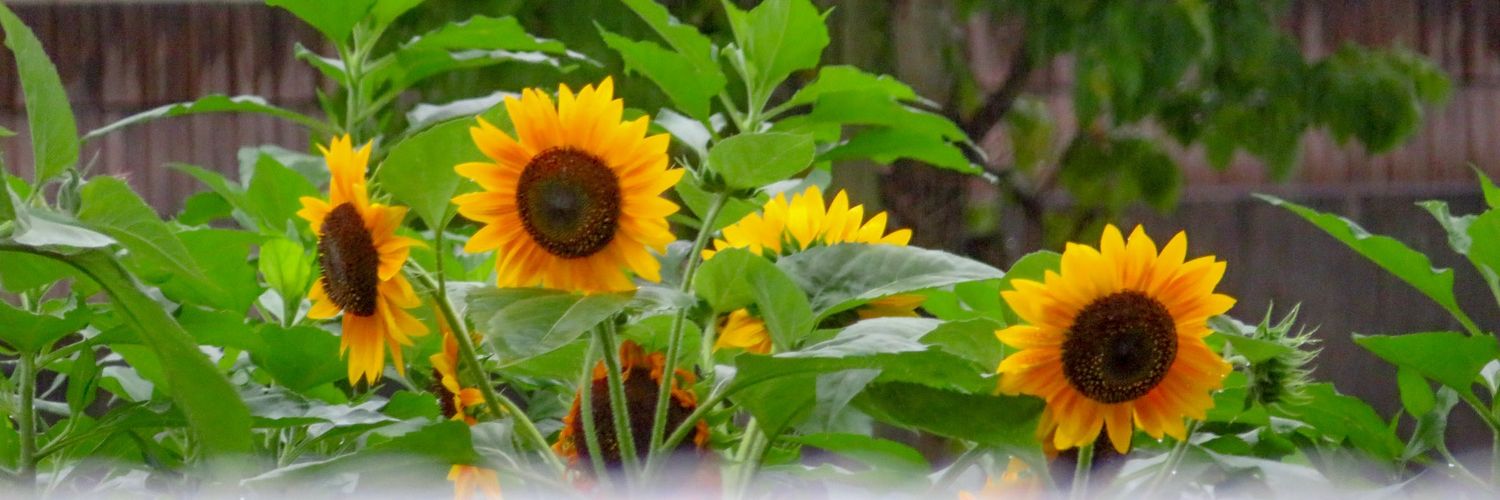 syoh1225's profile banner image