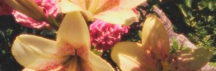 xox banner