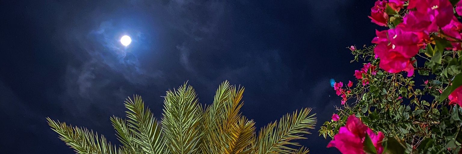 ms_hasnaa's profile banner image