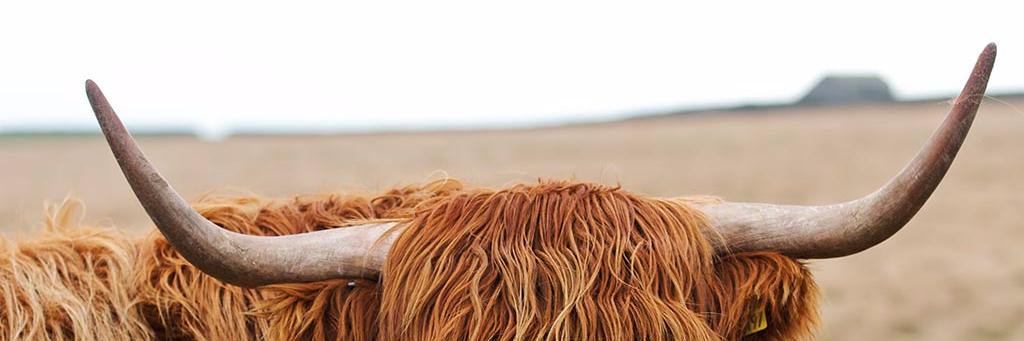 cowboycass's profile banner image