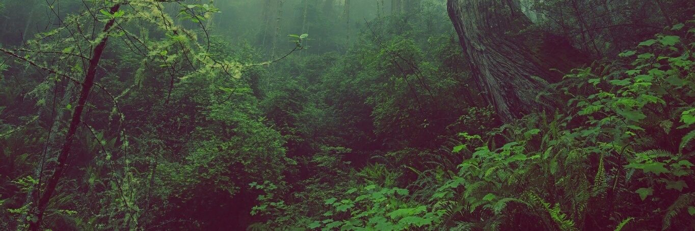 David DonDa Valencia banner