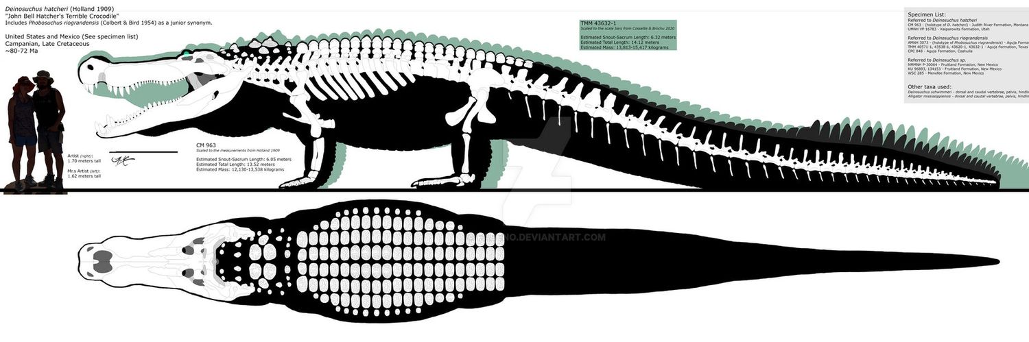 Gator In Sunglasses banner