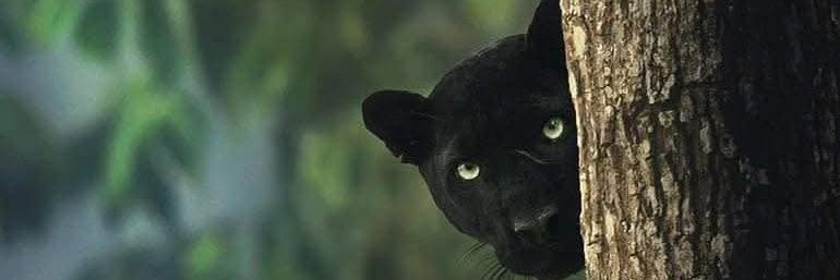 Nora Poblete López banner