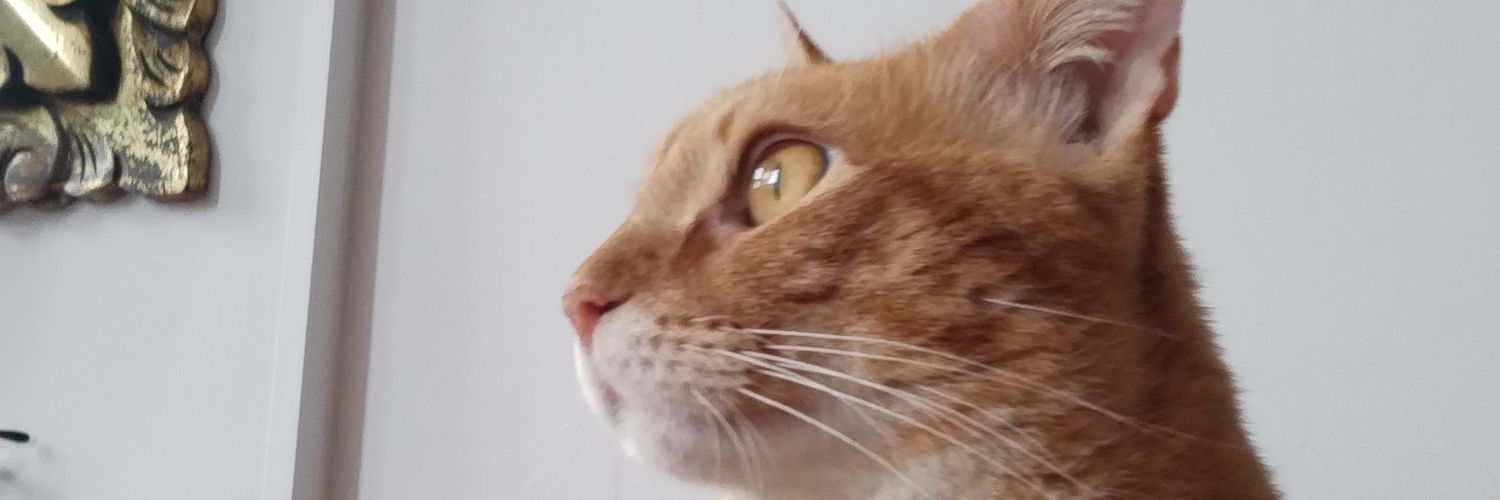 El_gato_político banner