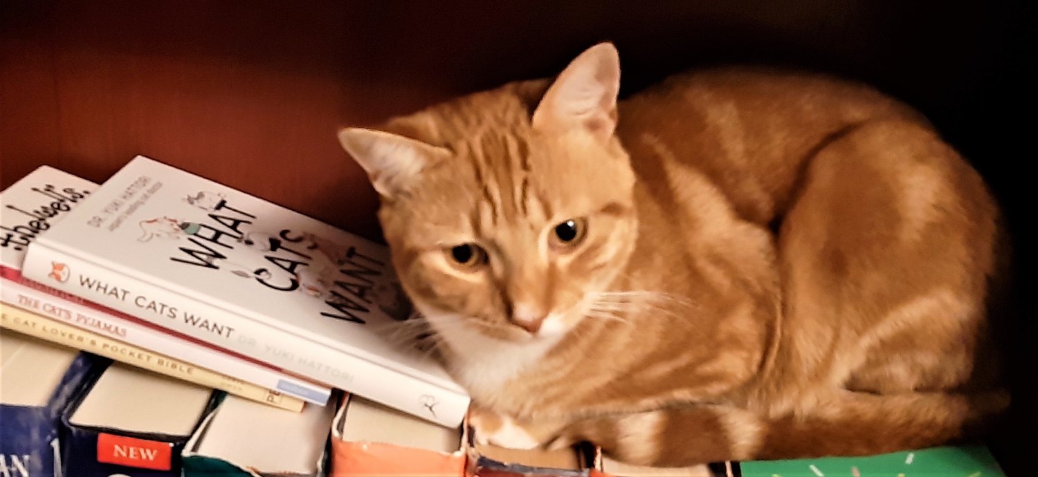 Amy Palmer banner