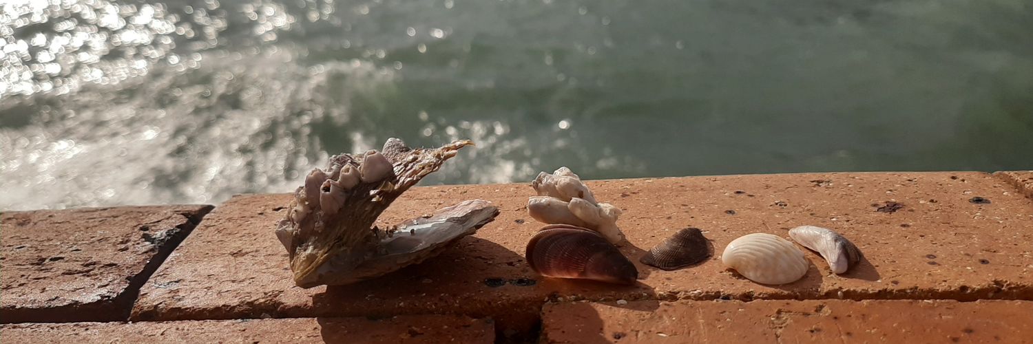 salmaelsherbiny's profile banner image