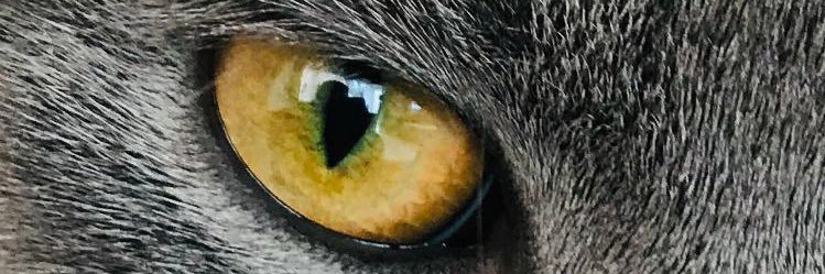 eyccye's profile banner image