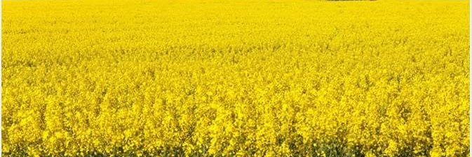 Steven Lorimer banner