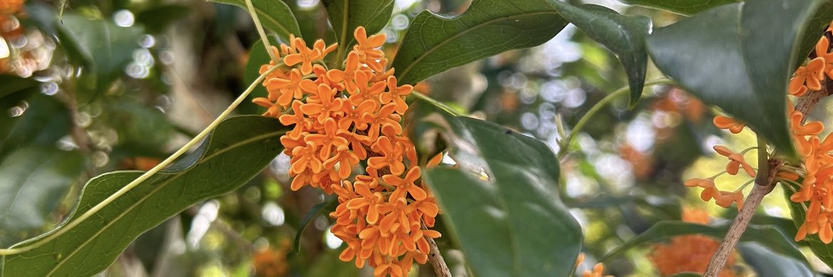 しずく🧡@待ち人辞めます banner