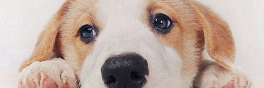 mickocatindig's profile banner image