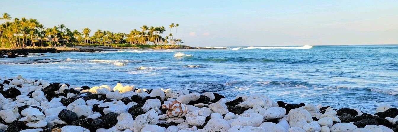 TheRealDQ 🏆 banner