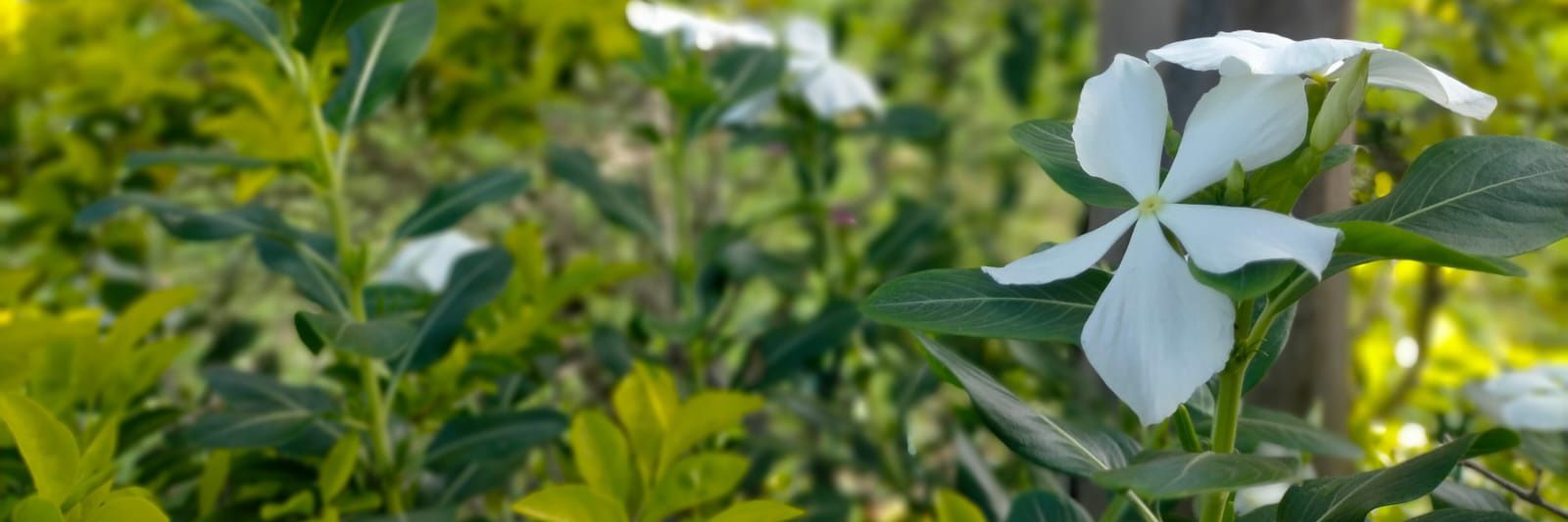 Bebithaa0711's profile banner image