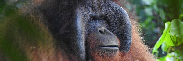 redapes Profile Banner
