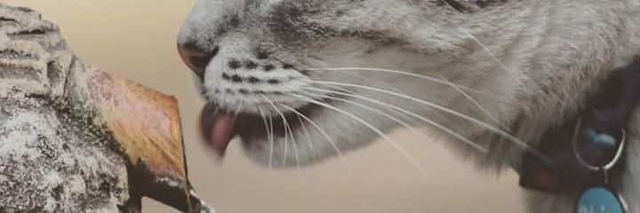 pitrez's profile banner image