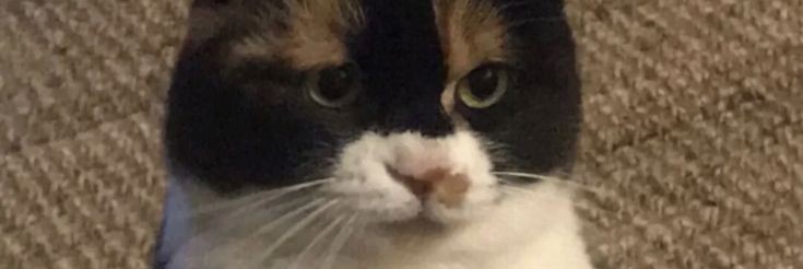 dokkun_y's profile banner image