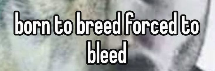 FwogieBN's profile banner image