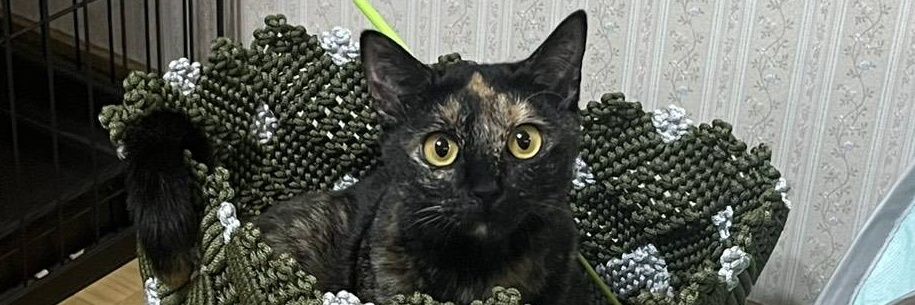 freudmie's profile banner image