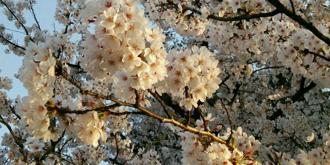 hiroka_non's profile banner image