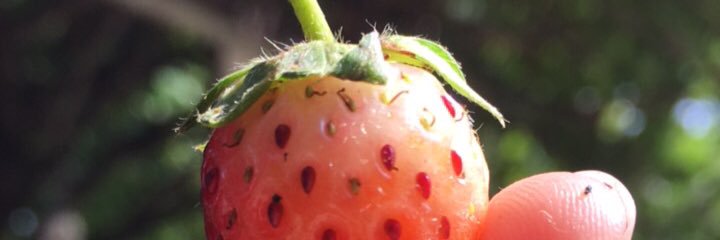 NEST_WER's profile banner image
