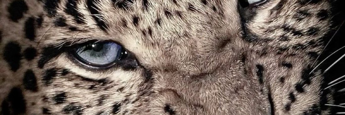 aaecognito's profile banner image