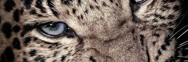 aaecognito Profile Banner