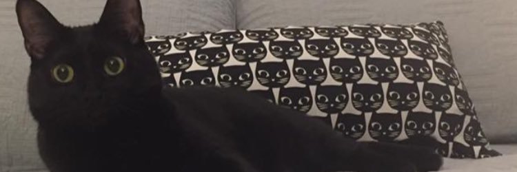 Hollywood Joe banner