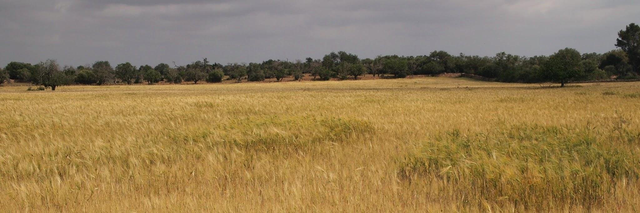 ASalvaTomas's profile banner image