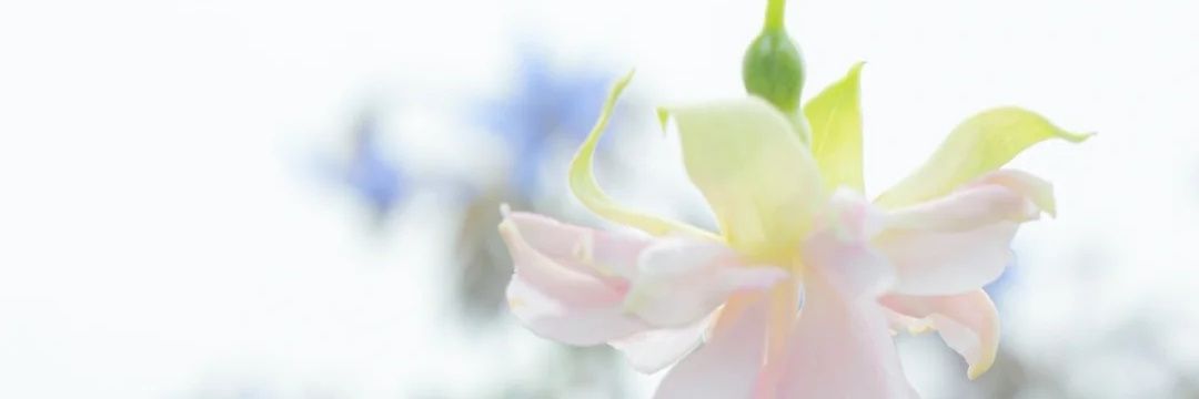 阿木崽崽鸭 banner