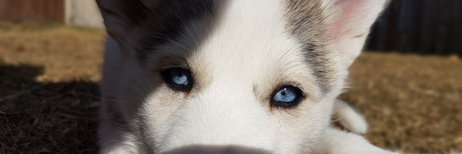 Currpaii's profile banner image
