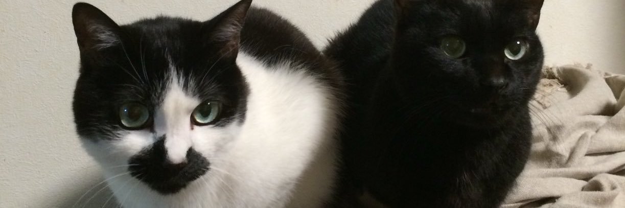 ImSayingOink's profile banner image