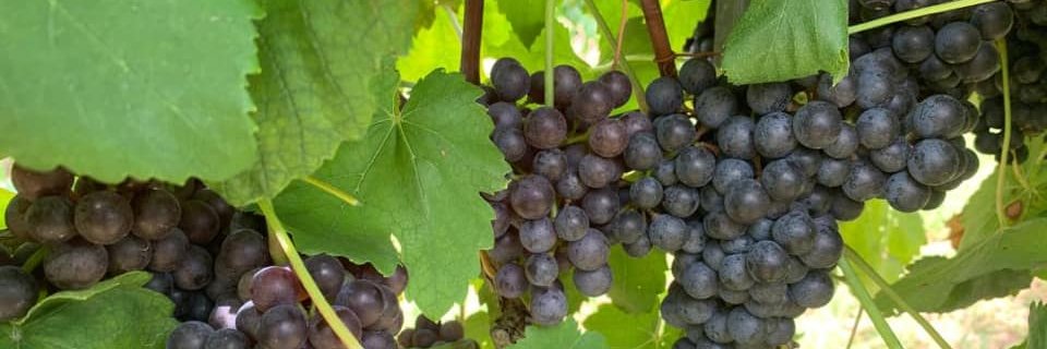 Texas Wine & Grape Growers Association banner