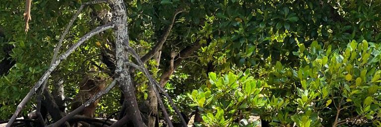 Elijah Mureithi banner