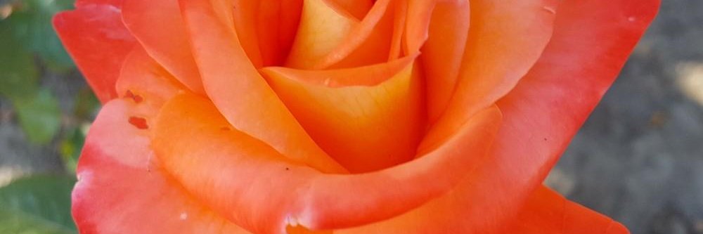 sweetheart31's profile banner image