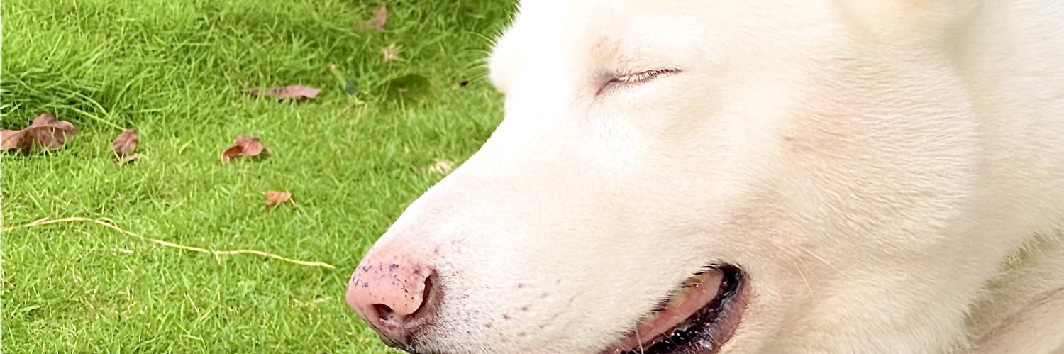 NicoChF's profile banner image