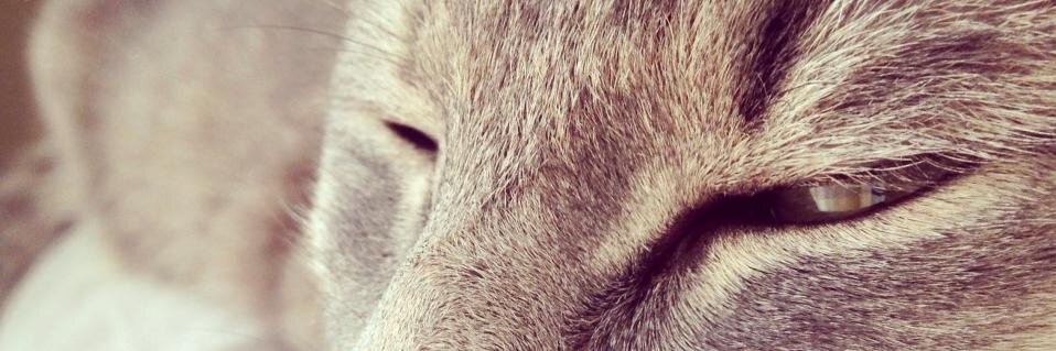 Pepatzzo's profile banner image