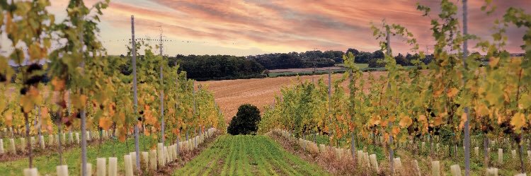 Penn Croft Vineyards banner