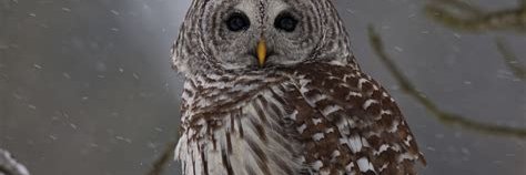 HoBrigitte banner