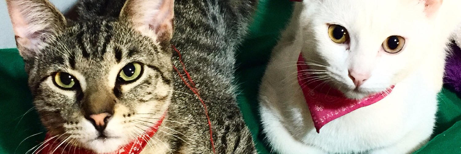 he_honbebe's profile banner image