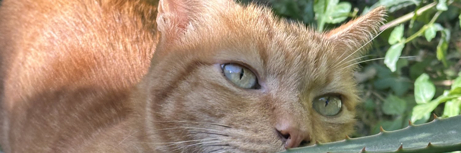 lulaceballos's profile banner image