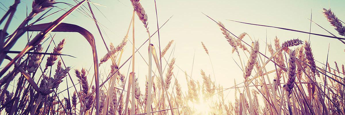DawnRonen's profile banner image