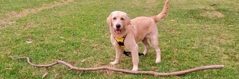 Panko is dreaming about the beach banner