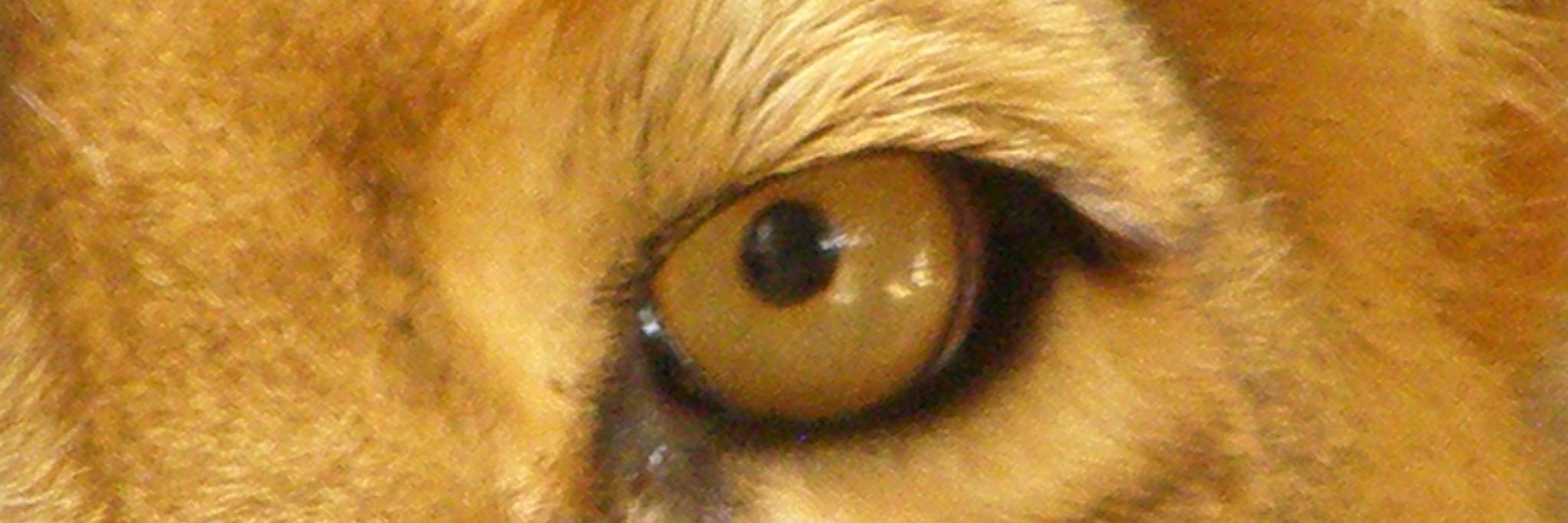 MuqeetBokhari's profile banner image
