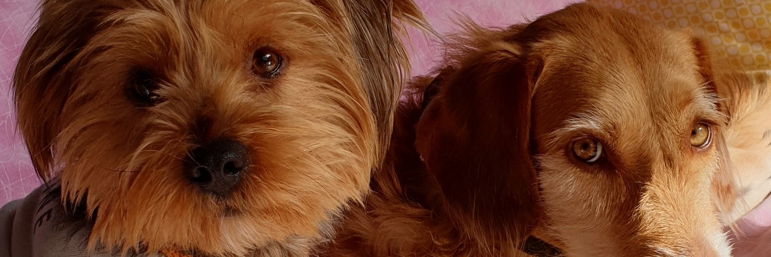 senmozzz's profile banner image