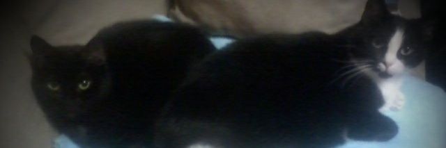MaliKitcatsMeow's profile banner image
