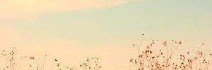 RobinHickerson6's profile banner image