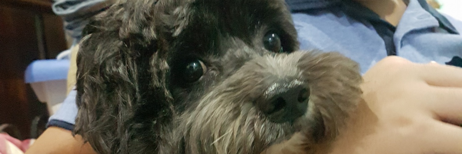 seannebenzon's profile banner image