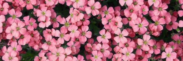 🍒🤍 ติดเงา รับแก้ banner