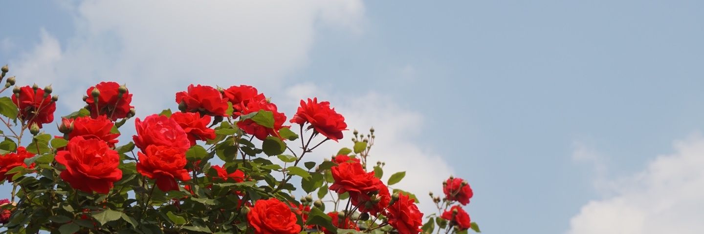 iharae_'s profile banner image